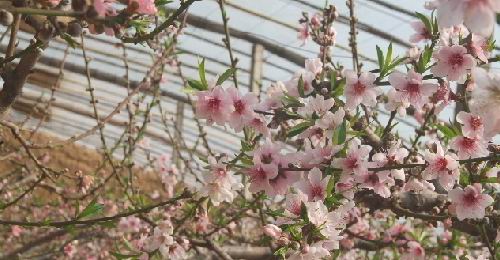 三九桃花开 大棚致富忙