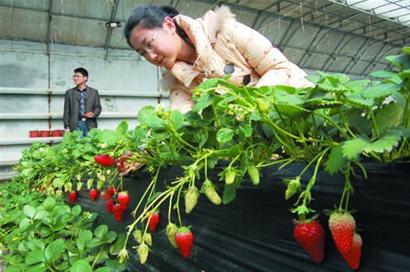 大棚草莓熟了请你进园来摘(图)