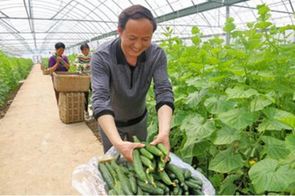 冬季黄瓜大棚施肥应该注意啥